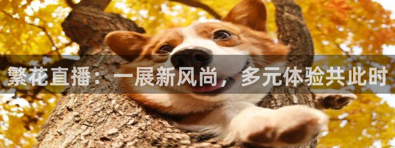 飞速直播nba无插件直播：繁花直播：一展新风尚，多元体验共此时