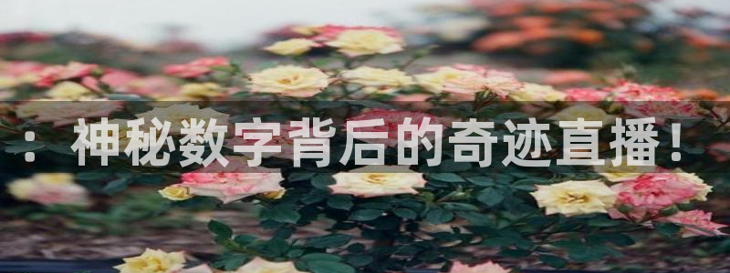 飞速体育在线直播：：神秘数字背后的奇迹直播！